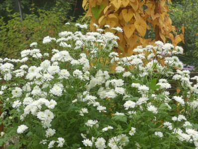 TANACETUM PARTHENIUM 'TETRA WHITE'
