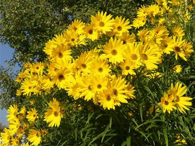 HELIANTHUS MAXIMILIANI