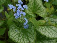 BRUNNERA MACROPHYLLA 'EMERALD MIST'