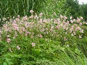 ANEMONE HUPEHENSIS 'SEPTEMBER CHARM'