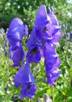 ACONITUM x CARMICHAELII 'ARENDSII'