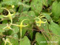 EPIMEDIUM RHIZOMATOSUM