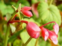 BEGONIA EVANSIANA ‘CLARET JUG’