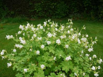 GERANIUM MACRORRHIZUM 'WHITENESS'