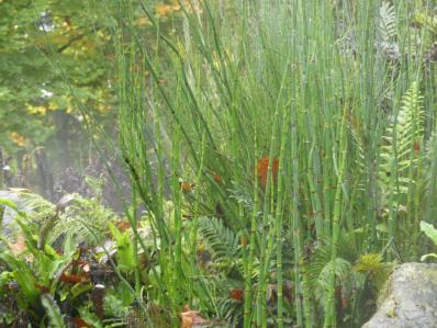 EQUISETUM CAMTSCHATCENSE