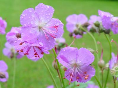 GERANIUM X CANTABRIGIENSE