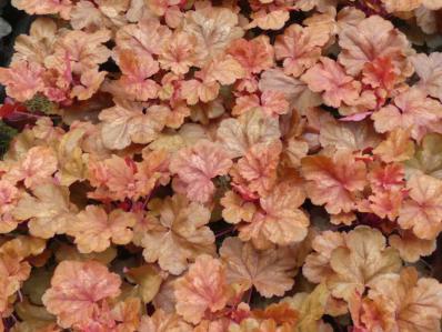 HEUCHERA MICRANTHA ‘CHERRY COLA’ 