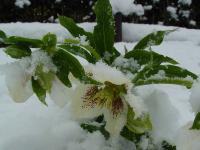 HELLEBORUS ORIENTALIS 'WHITE SPOTTED'