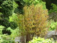 OSMUNDA REGALIS PURPURASCENS