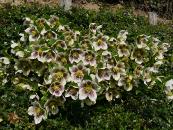 HELLEBORUS ORIENTALIS 'WHITE SPOTTED LADY'