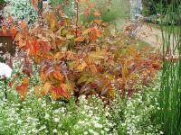 POLYGONUM MICROCEPHALA (= PERSICARIA MICROCEPHALA)