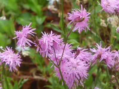 LYCHNIS FLOS-CUCULI ‘JENNY'