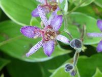 TRICYRTIS 'SAMURAI'