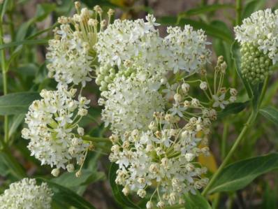 ASCLEPIAS INCARNATA 'ICE BALLET'