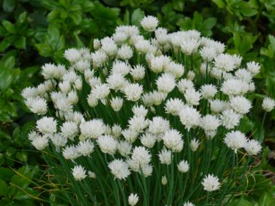 ALLIUM 'CORSICAN WHITE'