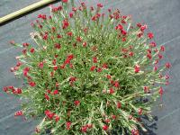 ANTENNARIA DIOICA RUBRA'