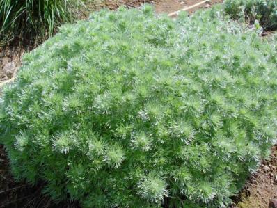 ARTEMISIA SCHMIDTIANA 'NANA'