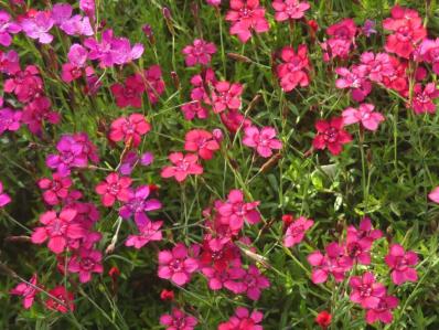 DIANTHUS DELTOÏDES 'ERECTUS'