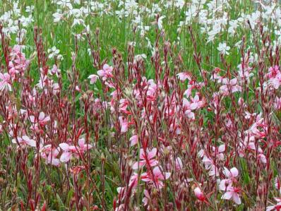 GAURA LINDHEIMERI ‘TUTTI FRUTTI’