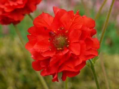 GEUM FLORE PLENA 'BLAZING SUNSET'