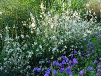 GAURA 'LINDHEIMERI'