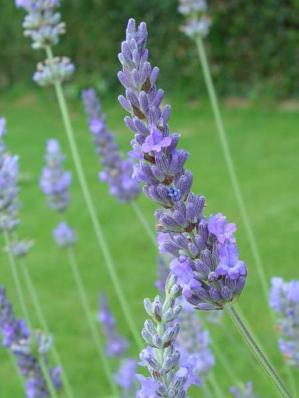 LAVANDULA INTERMEDIA 'DUTCH'