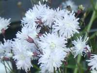 LYCHNIS FLOS CUCULI ‘PETIT HENRY’