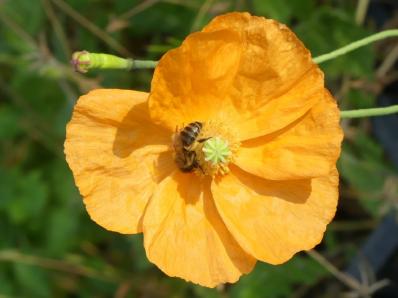 PAPAVER RUPIFRAGUM