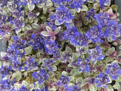 AJUGA REPTANS 'SUGAR PLUM'