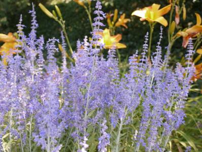 PEROVSKIA ABROTANOIDES 'LITTLE SPIRE'