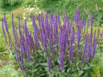 SALVIA NEMOROSA 'CARADONNA'