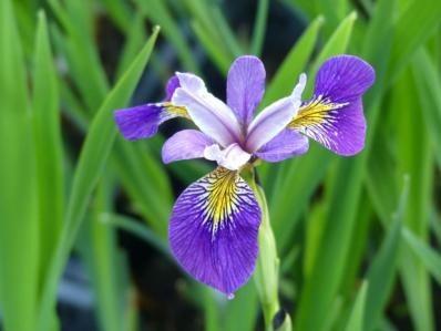 IRIS GIGANTICAERULEA 'DARK AURA'