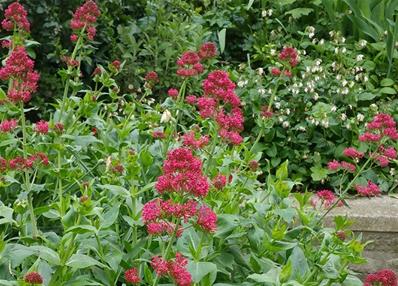 CENTRANTHUS RUBER 'ROSENROT'