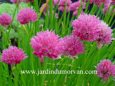 ALLIUM 'FORESCATE'