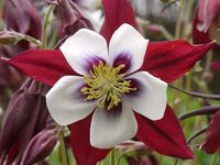 AQUILEGIA CAERULEA 'LOUISIANA' 