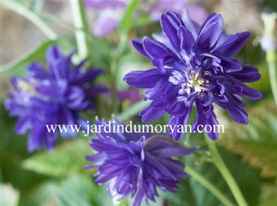 AQUILEGIA VULGARIS 'BLUE BARLOW'