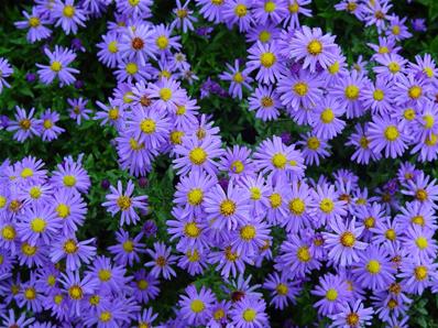 ASTER DUMOSUS 'LADY IN BLUE'