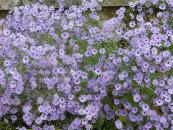 ASTER CORDIFOLIUS 'LITTLE CARLOW'