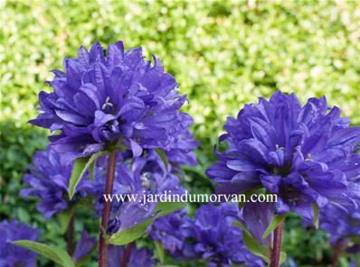 CAMPANULA GLOMERATA