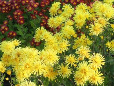 CHRYSANTHEMUM 'GELBE SPINNE'