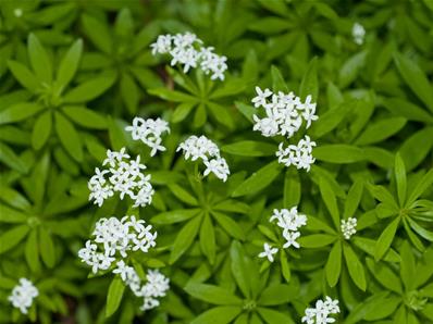 GALIUM ODORATUM