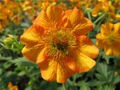 GEUM FLORE 'TOTALLY TANGERINE'