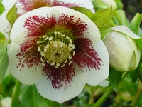 HELLEBORUS ORIENTALIS 'WHITE SPOTTED'