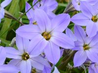 IPHEION UNIFLORUM