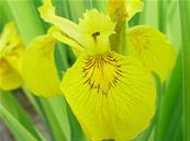 IRIS PSEUDACORUS 'VARIEGATA'