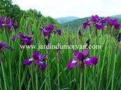 IRIS SIBIRICA 'BERLIN PURPLE WINE'