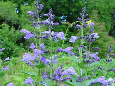 NEPETA 'SOUVENIR D'ANDRE CHAUDRON'