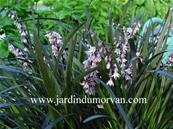 OPHIOPOGON PLANISCAPUS 'NIGRESCENS'