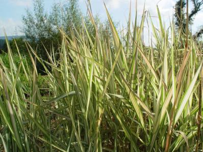 PHALARIS ARUNDINACEA 'STRAWBERRIES AND CREAM'