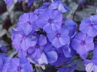 PHLOX PANICULATA 'BLUE PARADISE'